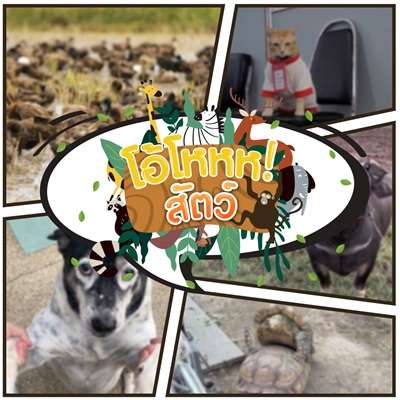 funny and lovely stories about animals